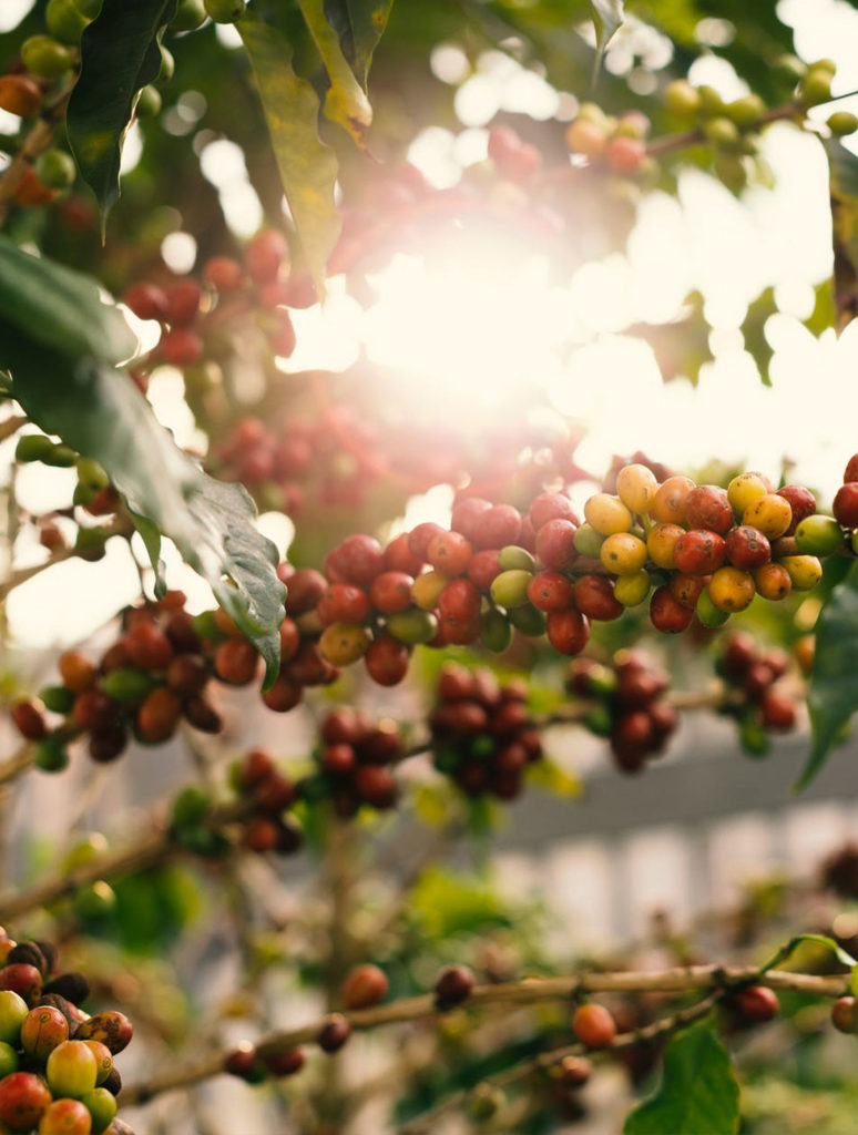 coffeebeans